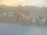 Oaie, Arashan sheep — foto 4
