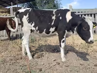 Крава, Russian Black pied cattle — снимка 2