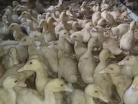 Ducks — foto 4