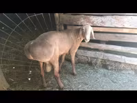 Κριός, Arashan sheep — φωτογραφία 5