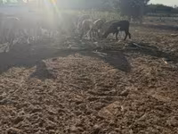 Beran, Cameroon sheep — foto 4