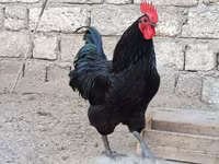 Australorp — zdjęcie 7