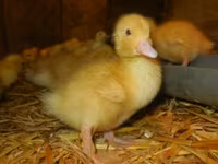 Ducks — foto 1