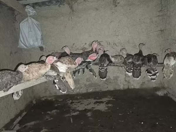 Turkeys — 키르기스스탄