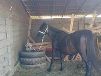 Égua, Cavalos — foto 2