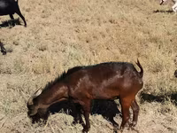بکرا, Nubian Goat — تصویر 3