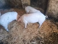 Scrofa, Крупная белая — foto 4