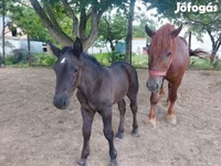 Бие, Hungarian horse breed — 1-сурет