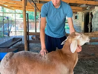 Baran, Edilbay sheep — zdjęcie 1