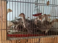 Turkeys — 3. fotó