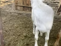 Kambing (lot, jantina tidak dinyatakan), Goats — foto 6