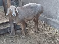 แกะตัวเมีย, Arashan sheep — รูปภาพ 3