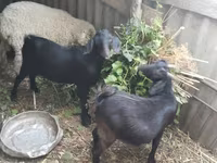 Ri’ dhaddig, Goats — sawirka 1