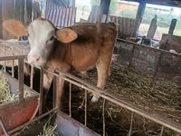 วัวตัวเมีย, Swiss cattle — รูปภาพ 4