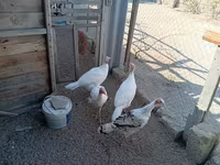 Turkeys — عکس 2