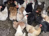 Chickens — φωτογραφία 1