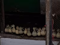 Ducks — foto 2