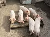 Locha, Świnie — zdjęcie 1