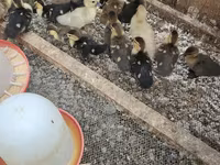 Ducks — รูปภาพ 4
