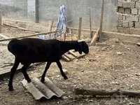 قوچ, گوسفند — عکس 8