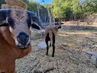 பெண் ஆடு, Cameroon sheep — புகைப்படம் 4