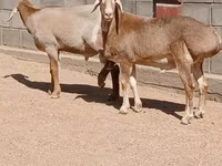 Qoʻchqor, Arashan sheep — 3-rasm