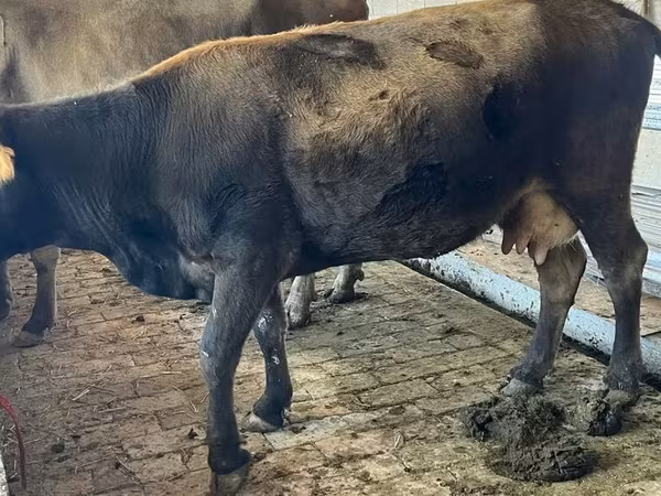 母牛, Cattle