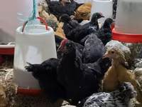 Chickens — foto 1