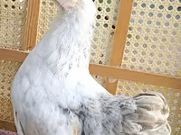 Chickens — عکس 1