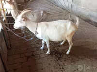 แพะตัวเมีย, Saanen goat — รูปภาพ 1