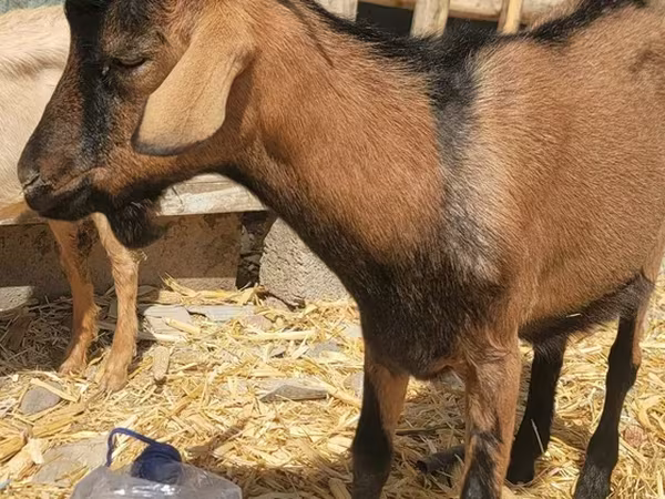 თხა, Alpine goat