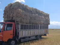 Продажа тюков сена (прессованных прямоугольных кип). - Заготовка в — ፎቶ 1