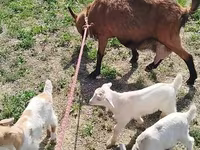 Capră, Alpine goat — foto 3
