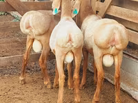 Montone, Arashan sheep — foto 6