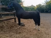 At, Dutch warmblood horse — foto 4