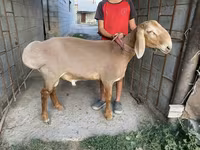 Montone, Arashan sheep — foto 2