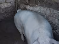 Babi betina, Pigs — foto 4