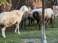 Oaie, Arashan sheep — foto 8