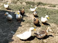 Ducks — foto 4