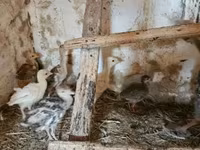 Guinea fowl — عکس 2