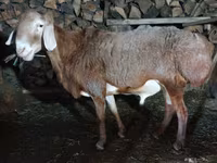 Berbec, Arashan sheep — foto 4