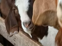 แพะตัวผู้, Boer goat — รูปภาพ 1