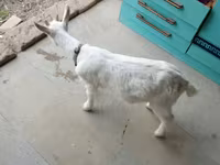 بز نر, Saanen goat — عکس 3