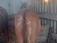 اسب نر, Kazakh horse — عکس 1