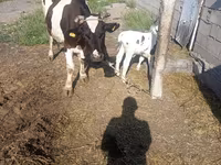 Lembu betina, Russian Black pied cattle — foto 1
