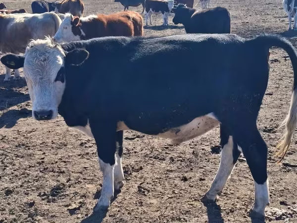 Bò đực, Aberdeen – Angus