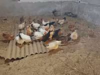 Chickens — fotografija 1