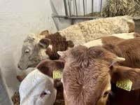 گاو نر, Simmental cattle — عکس 4