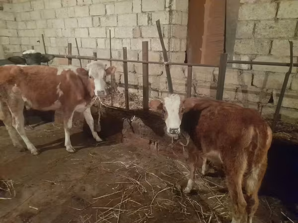 วัวตัวเมีย, Simmental cattle