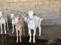 بز ماده, بز — عکس 2